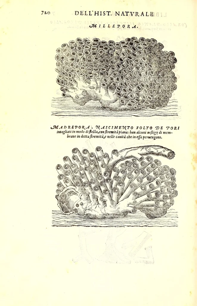 An illustration from Dell'historia natvrale di Ferrante Imperato napolitano libri XXVIII : nella qvale ordinatamente si tratta della diuersa condition di miniere e pietre : con alcune historie di piante & animali, sin'hora non date in luce, 1599, leaf 754