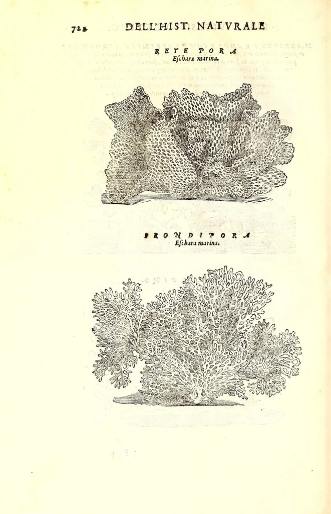 An illustration from Dell'historia natvrale di Ferrante Imperato napolitano libri XXVIII : nella qvale ordinatamente si tratta della diuersa condition di miniere e pietre : con alcune historie di piante & animali, sin'hora non date in luce, 1599, leaf 756