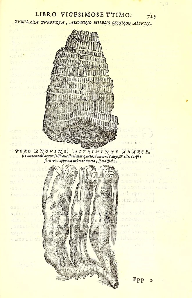 An illustration from Dell'historia natvrale di Ferrante Imperato napolitano libri XXVIII : nella qvale ordinatamente si tratta della diuersa condition di miniere e pietre : con alcune historie di piante & animali, sin'hora non date in luce, 1599, leaf 757