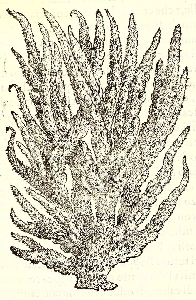 An illustration from Dell'historia natvrale di Ferrante Imperato napolitano libri XXVIII : nella qvale ordinatamente si tratta della diuersa condition di miniere e pietre : con alcune historie di piante & animali, sin'hora non date in luce, 1599, leaf 764