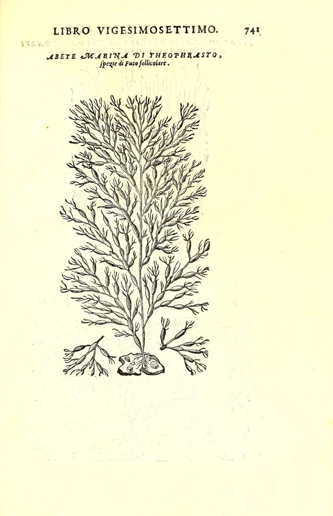 An illustration from Dell'historia natvrale di Ferrante Imperato napolitano libri XXVIII : nella qvale ordinatamente si tratta della diuersa condition di miniere e pietre : con alcune historie di piante & animali, sin'hora non date in luce, 1599, leaf 775