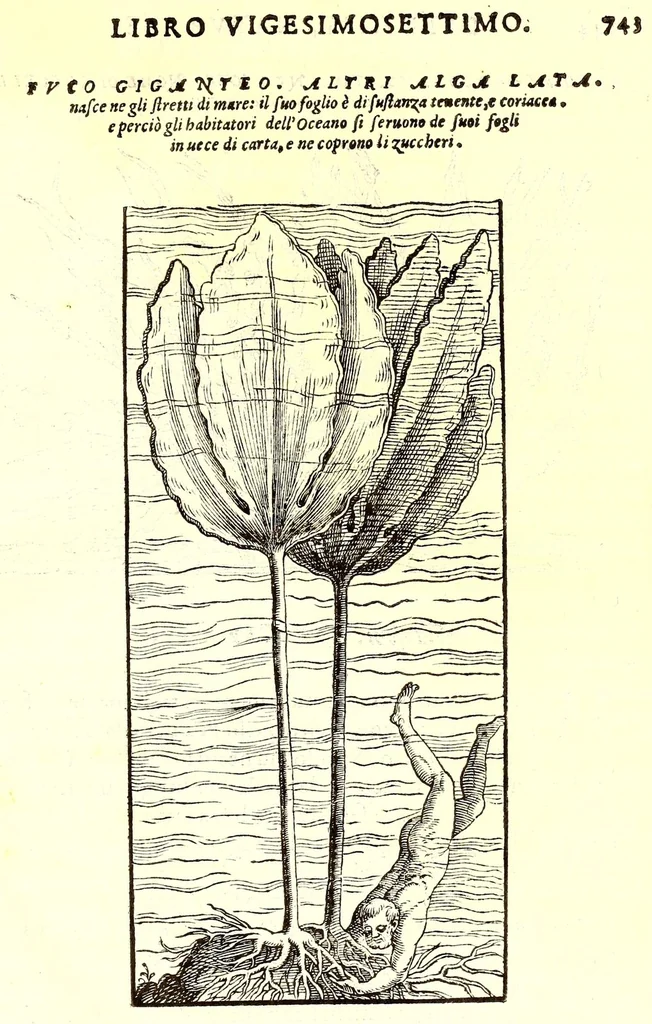 An illustration from Dell'historia natvrale di Ferrante Imperato napolitano libri XXVIII : nella qvale ordinatamente si tratta della diuersa condition di miniere e pietre : con alcune historie di piante & animali, sin'hora non date in luce, 1599, leaf 777