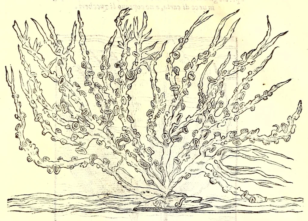An illustration from Dell'historia natvrale di Ferrante Imperato napolitano libri XXVIII : nella qvale ordinatamente si tratta della diuersa condition di miniere e pietre : con alcune historie di piante & animali, sin'hora non date in luce, 1599, leaf 778