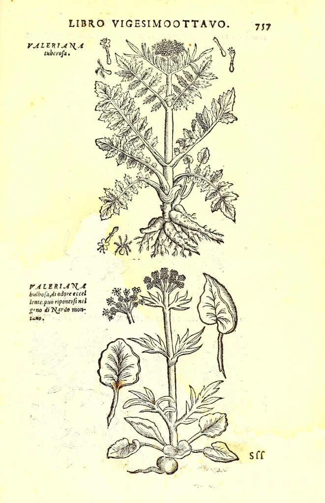 An illustration from Dell'historia natvrale di Ferrante Imperato napolitano libri XXVIII : nella qvale ordinatamente si tratta della diuersa condition di miniere e pietre : con alcune historie di piante & animali, sin'hora non date in luce, 1599, leaf 791