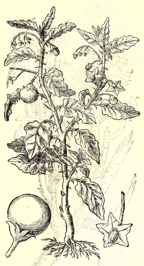 An illustration from Dell'historia natvrale di Ferrante Imperato napolitano libri XXVIII : nella qvale ordinatamente si tratta della diuersa condition di miniere e pietre : con alcune historie di piante & animali, sin'hora non date in luce, 1599, leaf 796