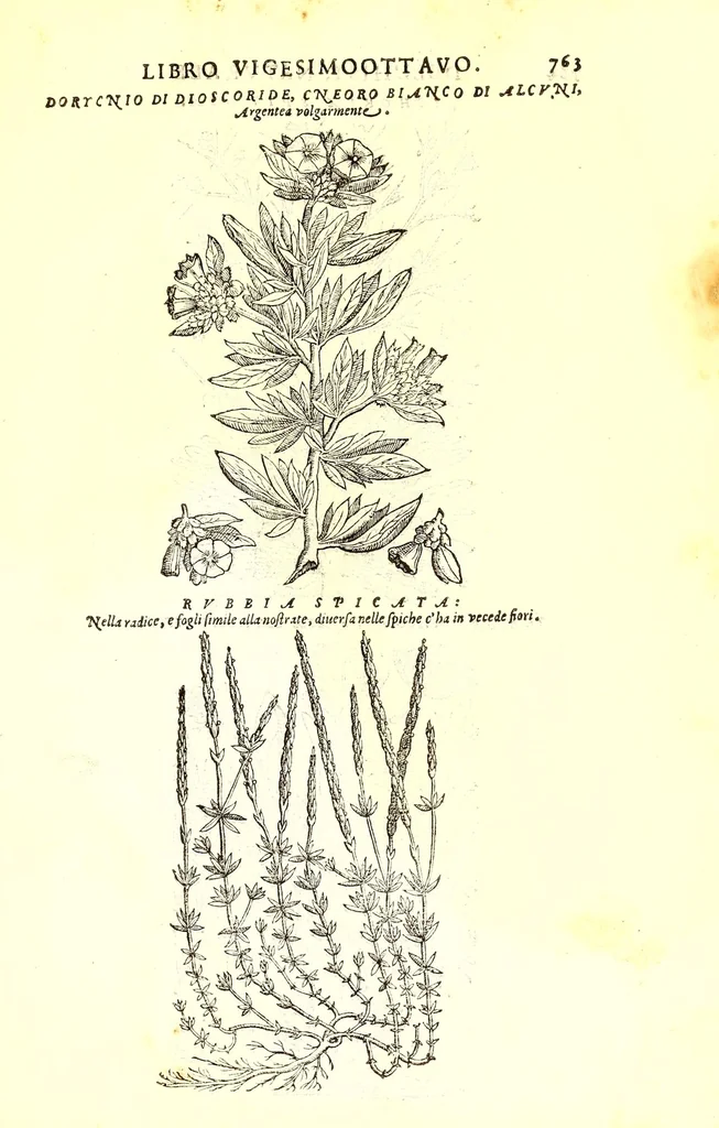 An illustration from Dell'historia natvrale di Ferrante Imperato napolitano libri XXVIII : nella qvale ordinatamente si tratta della diuersa condition di miniere e pietre : con alcune historie di piante & animali, sin'hora non date in luce, 1599, leaf 797