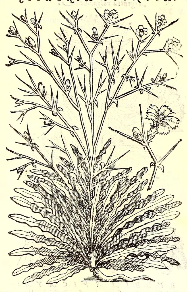 An illustration from Dell'historia natvrale di Ferrante Imperato napolitano libri XXVIII : nella qvale ordinatamente si tratta della diuersa condition di miniere e pietre : con alcune historie di piante & animali, sin'hora non date in luce, 1599, leaf 798