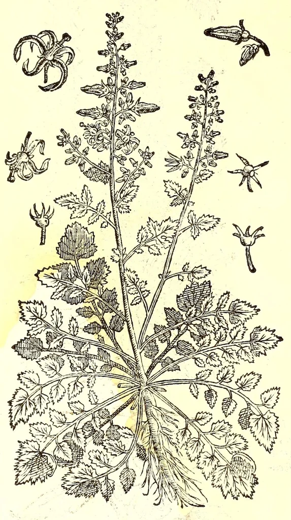 An illustration from Dell'historia natvrale di Ferrante Imperato napolitano libri XXVIII : nella qvale ordinatamente si tratta della diuersa condition di miniere e pietre : con alcune historie di piante & animali, sin'hora non date in luce, 1599, leaf 799