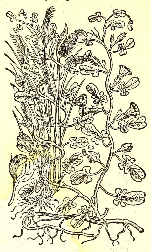 An illustration from Dell'historia natvrale di Ferrante Imperato napolitano libri XXVIII : nella qvale ordinatamente si tratta della diuersa condition di miniere e pietre : con alcune historie di piante & animali, sin'hora non date in luce, 1599, leaf 801