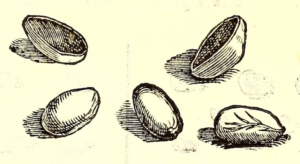 An illustration from Dell'historia natvrale di Ferrante Imperato napolitano libri XXVIII : nella qvale ordinatamente si tratta della diuersa condition di miniere e pietre : con alcune historie di piante & animali, sin'hora non date in luce, 1599, leaf 803