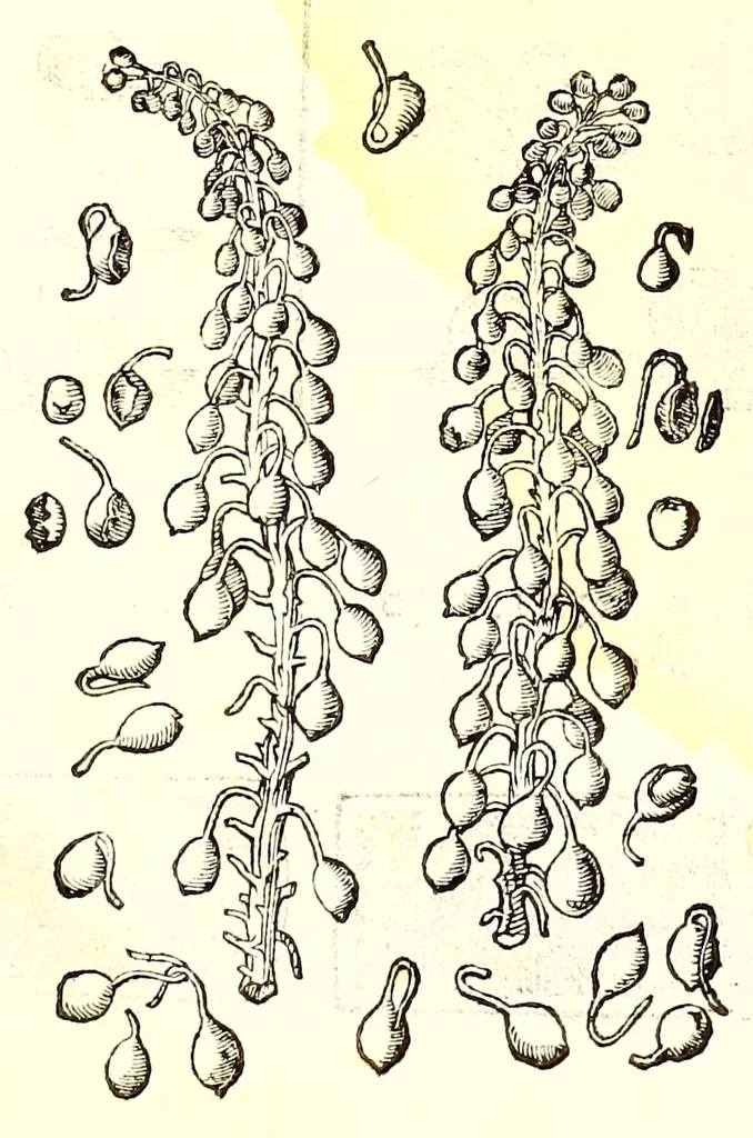 An illustration from Dell'historia natvrale di Ferrante Imperato napolitano libri XXVIII : nella qvale ordinatamente si tratta della diuersa condition di miniere e pietre : con alcune historie di piante & animali, sin'hora non date in luce, 1599, leaf 803