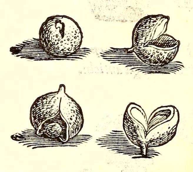 An illustration from Dell'historia natvrale di Ferrante Imperato napolitano libri XXVIII : nella qvale ordinatamente si tratta della diuersa condition di miniere e pietre : con alcune historie di piante & animali, sin'hora non date in luce, 1599, leaf 804