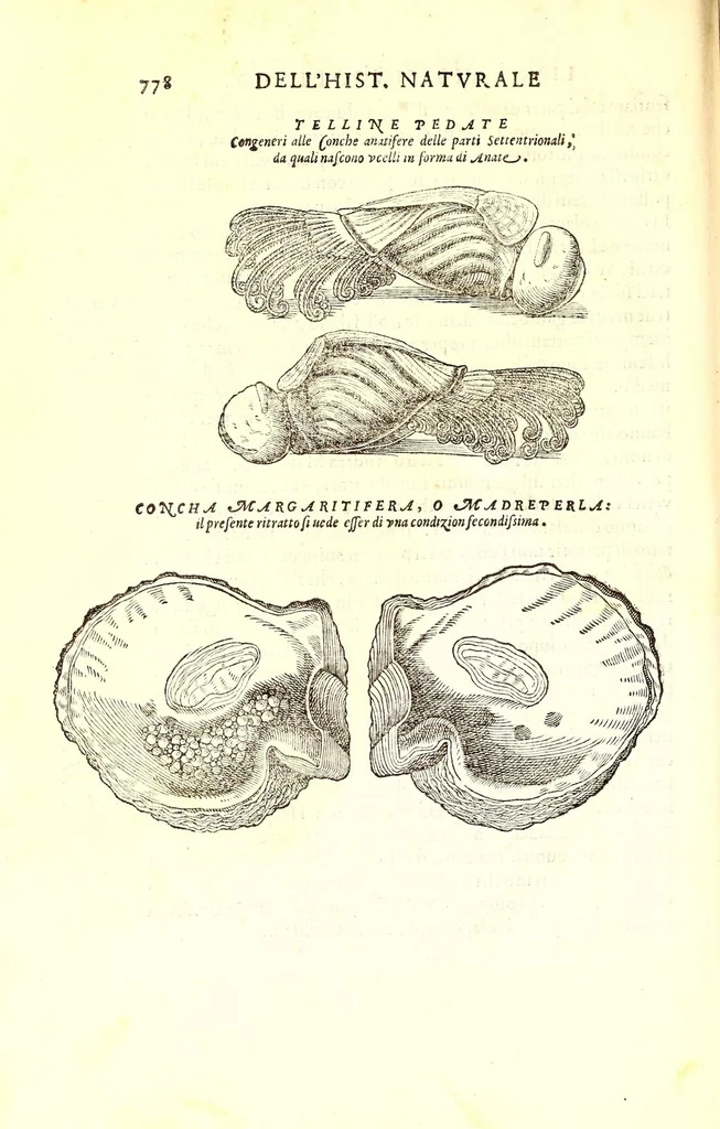 An illustration from Dell'historia natvrale di Ferrante Imperato napolitano libri XXVIII : nella qvale ordinatamente si tratta della diuersa condition di miniere e pietre : con alcune historie di piante & animali, sin'hora non date in luce, 1599, leaf 812