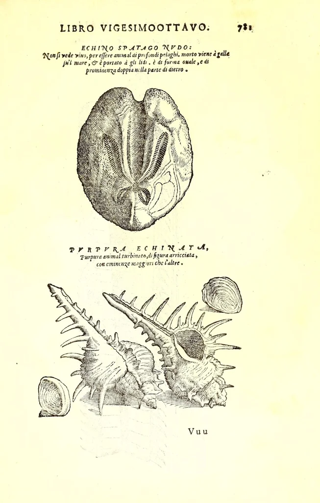 An illustration from Dell'historia natvrale di Ferrante Imperato napolitano libri XXVIII : nella qvale ordinatamente si tratta della diuersa condition di miniere e pietre : con alcune historie di piante & animali, sin'hora non date in luce, 1599, leaf 815