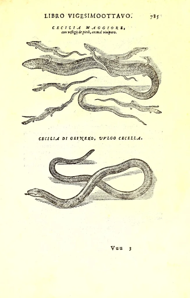 An illustration from Dell'historia natvrale di Ferrante Imperato napolitano libri XXVIII : nella qvale ordinatamente si tratta della diuersa condition di miniere e pietre : con alcune historie di piante & animali, sin'hora non date in luce, 1599, leaf 819