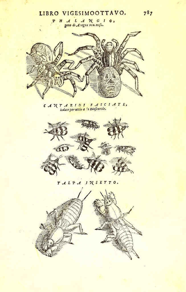 An illustration from Dell'historia natvrale di Ferrante Imperato napolitano libri XXVIII : nella qvale ordinatamente si tratta della diuersa condition di miniere e pietre : con alcune historie di piante & animali, sin'hora non date in luce, 1599, leaf 821