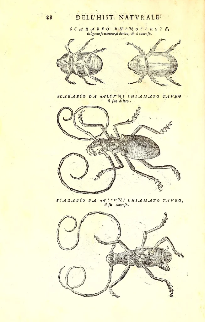 An illustration from Dell'historia natvrale di Ferrante Imperato napolitano libri XXVIII : nella qvale ordinatamente si tratta della diuersa condition di miniere e pietre : con alcune historie di piante & animali, sin'hora non date in luce, 1599, leaf 822
