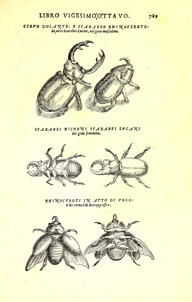 An illustration from Dell'historia natvrale di Ferrante Imperato napolitano libri XXVIII : nella qvale ordinatamente si tratta della diuersa condition di miniere e pietre : con alcune historie di piante & animali, sin'hora non date in luce, 1599, leaf 823