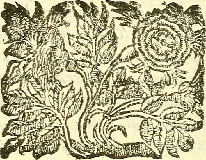 An illustration from Dell 'istoria di Mantova, libri cinque : scritta in commentari da Mario Equicola d'Alveto. Nella quale cominciadosi dall'edificatione de esse città breuemente si raccontano tutte le cose più notabili successe di tempo in tempo cosi in pace, come guerra. Riformata secondo l'vso moderno di scriuere istorie, 1610, leaf 219
