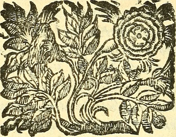 An illustration from Dell 'istoria di Mantova, libri cinque : scritta in commentari da Mario Equicola d'Alveto. Nella quale cominciadosi dall'edificatione de esse città breuemente si raccontano tutte le cose più notabili successe di tempo in tempo cosi in pace, come guerra. Riformata secondo l'vso moderno di scriuere istorie, 1610, leaf 229