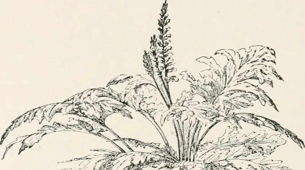 An illustration from Delphi, 1920, leaf 263