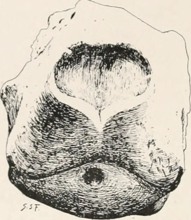 An illustration from Delphi, 1920, leaf 31
