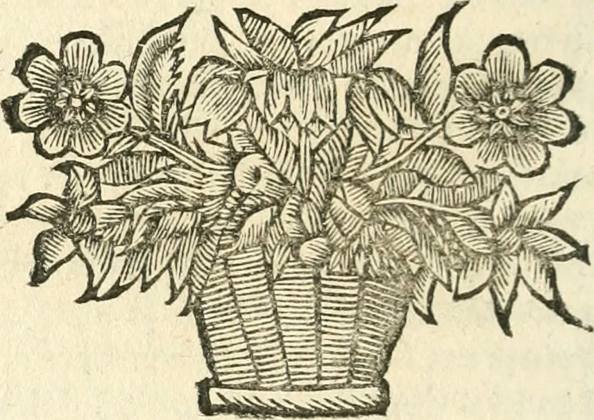 An illustration from De l'usure et des vrais moyens de l'eviter. Par l'usage de divers contrats licites, & approuvez par le droit civil & canonique, & par le droit France. Avec reglement pour des monts de pieté gratuits, & des modeles qu'on a jugé necessaires pour plusieurs de ces contrats, 1687, leaf 257