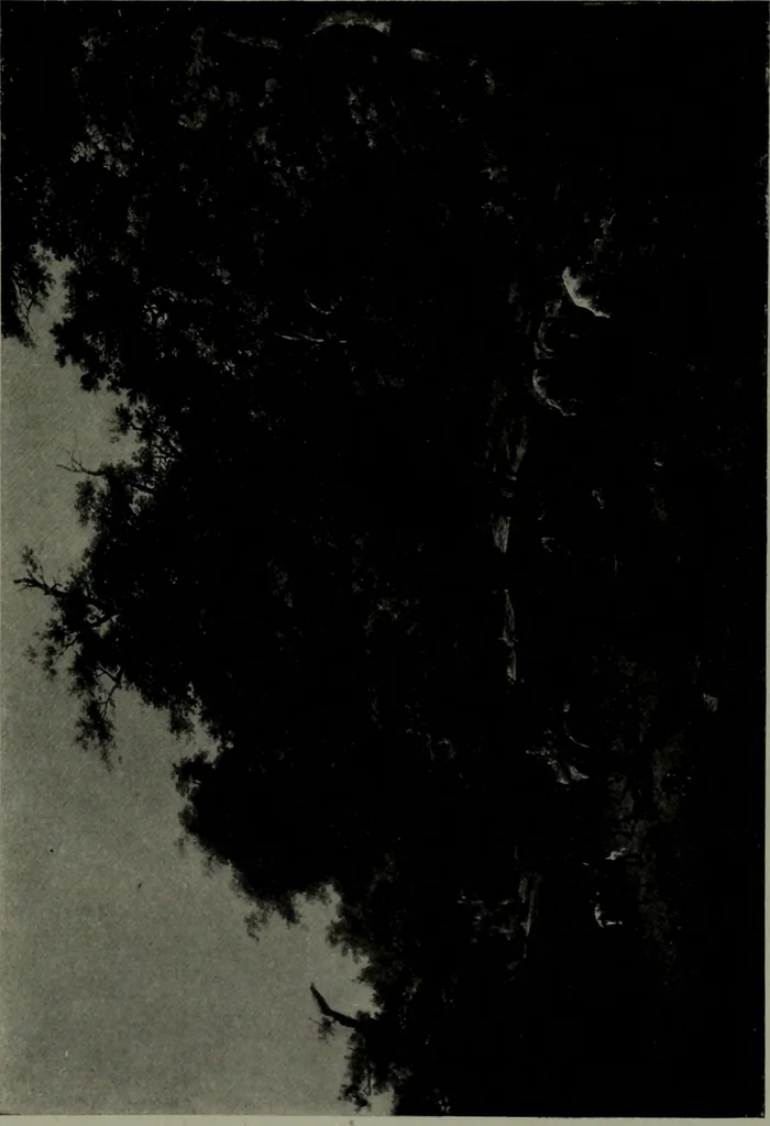 An illustration from De luxe illustrated catalogue of the notable art collection formed by the late George A. Hearn ... to be sold at unrestricted public sale, as directed by the terms of the will, Clarkson Cowl, Herbert Spencer Greims and George E. Schank, executors, on the afternoons and evenings at the places herein stated .., 1918, leaf 440