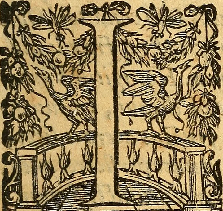An illustration from De natura foetus disputatio, 1615, leaf 6