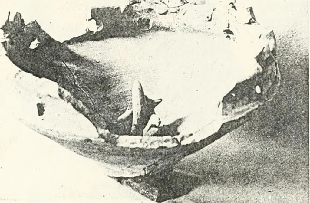 An illustration from Dendereh, 1898, 1900, leaf 139