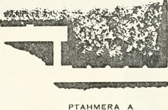 An illustration from Dendereh, 1898, 1900, leaf 155