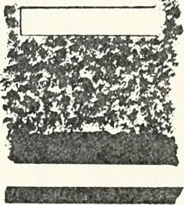 An illustration from Dendereh, 1898, 1900, leaf 157