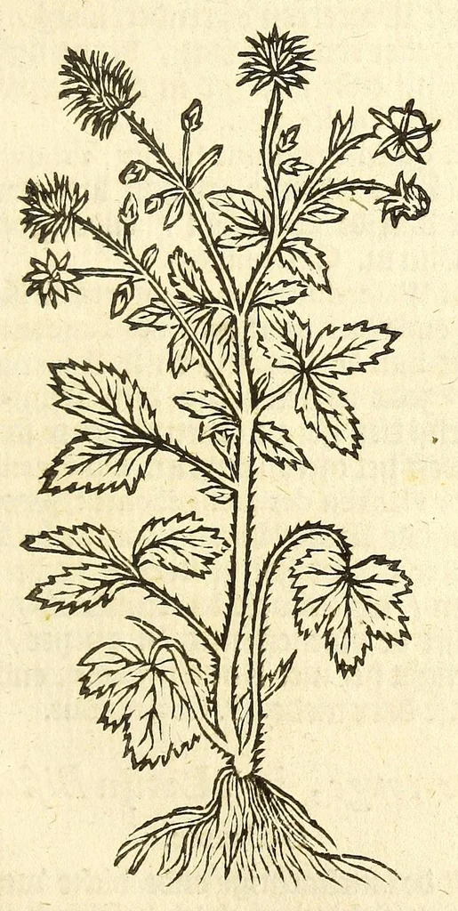 An illustration from De Nederlandtse herbarius of Kruydt-boeck : beschryvende de geslachten, gedaente, plaetse, tijt, oeffeningh, aert, krachten, en medicinael gebruyck van alderhande boomen, heesteren, boom-gewassen, kruyden en planten, die in de Nederlanden in't wilde gevonden, ende in de hoven onderhouden worden : als mede de uytlandtsen of vreemde droogens, die gemeenlijck in de apothekers winckels gebruyckt worden : uyt verscheyde kruydt-beschrijvers tot nut van alle natuur-kunders, geneesmeesters, apothekers, chirurgijns, en liefhebbers van kruyden en plantem by een vergadert, en beschreven, 1670, leaf 103