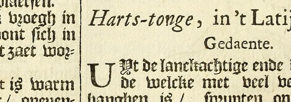 An illustration from De Nederlandtse herbarius of Kruydt-boeck : beschryvende de geslachten, gedaente, plaetse, tijt, oeffeningh, aert, krachten, en medicinael gebruyck van alderhande boomen, heesteren, boom-gewassen, kruyden en planten, die in de Nederlanden in't wilde gevonden, ende in de hoven onderhouden worden : als mede de uytlandtsen of vreemde droogens, die gemeenlijck in de apothekers winckels gebruyckt worden : uyt verscheyde kruydt-beschrijvers tot nut van alle natuur-kunders, geneesmeesters, apothekers, chirurgijns, en liefhebbers van kruyden en plantem by een vergadert, en beschreven, 1670, leaf 104