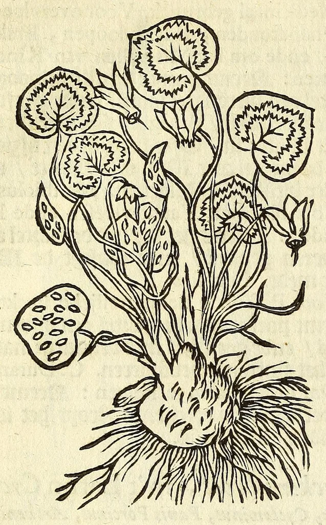 An illustration from De Nederlandtse herbarius of Kruydt-boeck : beschryvende de geslachten, gedaente, plaetse, tijt, oeffeningh, aert, krachten, en medicinael gebruyck van alderhande boomen, heesteren, boom-gewassen, kruyden en planten, die in de Nederlanden in't wilde gevonden, ende in de hoven onderhouden worden : als mede de uytlandtsen of vreemde droogens, die gemeenlijck in de apothekers winckels gebruyckt worden : uyt verscheyde kruydt-beschrijvers tot nut van alle natuur-kunders, geneesmeesters, apothekers, chirurgijns, en liefhebbers van kruyden en plantem by een vergadert, en beschreven, 1670, leaf 106