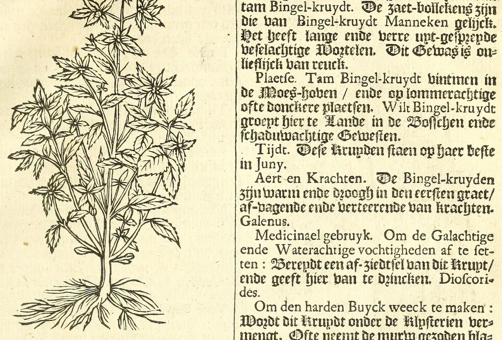 An illustration from De Nederlandtse herbarius of Kruydt-boeck : beschryvende de geslachten, gedaente, plaetse, tijt, oeffeningh, aert, krachten, en medicinael gebruyck van alderhande boomen, heesteren, boom-gewassen, kruyden en planten, die in de Nederlanden in't wilde gevonden, ende in de hoven onderhouden worden : als mede de uytlandtsen of vreemde droogens, die gemeenlijck in de apothekers winckels gebruyckt worden : uyt verscheyde kruydt-beschrijvers tot nut van alle natuur-kunders, geneesmeesters, apothekers, chirurgijns, en liefhebbers van kruyden en plantem by een vergadert, en beschreven, 1670, leaf 109