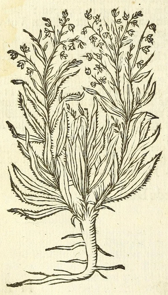 An illustration from De Nederlandtse herbarius of Kruydt-boeck : beschryvende de geslachten, gedaente, plaetse, tijt, oeffeningh, aert, krachten, en medicinael gebruyck van alderhande boomen, heesteren, boom-gewassen, kruyden en planten, die in de Nederlanden in't wilde gevonden, ende in de hoven onderhouden worden : als mede de uytlandtsen of vreemde droogens, die gemeenlijck in de apothekers winckels gebruyckt worden : uyt verscheyde kruydt-beschrijvers tot nut van alle natuur-kunders, geneesmeesters, apothekers, chirurgijns, en liefhebbers van kruyden en plantem by een vergadert, en beschreven, 1670, leaf 118