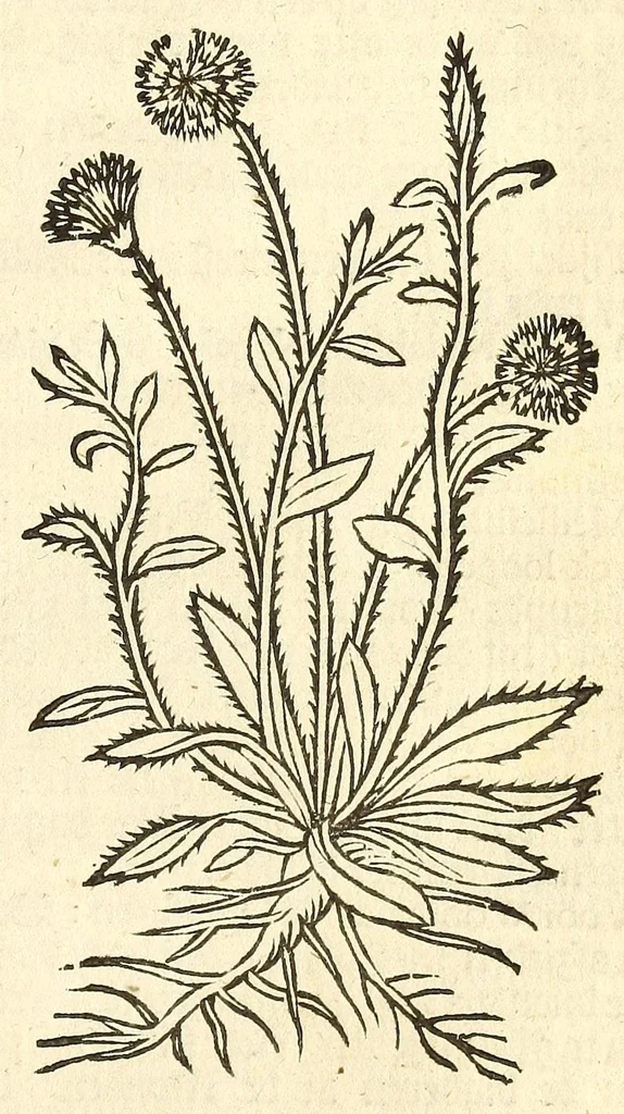 An illustration from De Nederlandtse herbarius of Kruydt-boeck : beschryvende de geslachten, gedaente, plaetse, tijt, oeffeningh, aert, krachten, en medicinael gebruyck van alderhande boomen, heesteren, boom-gewassen, kruyden en planten, die in de Nederlanden in't wilde gevonden, ende in de hoven onderhouden worden : als mede de uytlandtsen of vreemde droogens, die gemeenlijck in de apothekers winckels gebruyckt worden : uyt verscheyde kruydt-beschrijvers tot nut van alle natuur-kunders, geneesmeesters, apothekers, chirurgijns, en liefhebbers van kruyden en plantem by een vergadert, en beschreven, 1670, leaf 125