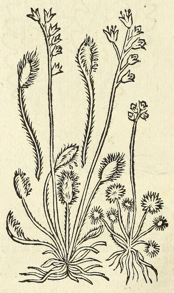 An illustration from De Nederlandtse herbarius of Kruydt-boeck : beschryvende de geslachten, gedaente, plaetse, tijt, oeffeningh, aert, krachten, en medicinael gebruyck van alderhande boomen, heesteren, boom-gewassen, kruyden en planten, die in de Nederlanden in't wilde gevonden, ende in de hoven onderhouden worden : als mede de uytlandtsen of vreemde droogens, die gemeenlijck in de apothekers winckels gebruyckt worden : uyt verscheyde kruydt-beschrijvers tot nut van alle natuur-kunders, geneesmeesters, apothekers, chirurgijns, en liefhebbers van kruyden en plantem by een vergadert, en beschreven, 1670, leaf 128