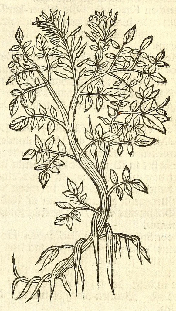 An illustration from De Nederlandtse herbarius of Kruydt-boeck : beschryvende de geslachten, gedaente, plaetse, tijt, oeffeningh, aert, krachten, en medicinael gebruyck van alderhande boomen, heesteren, boom-gewassen, kruyden en planten, die in de Nederlanden in't wilde gevonden, ende in de hoven onderhouden worden : als mede de uytlandtsen of vreemde droogens, die gemeenlijck in de apothekers winckels gebruyckt worden : uyt verscheyde kruydt-beschrijvers tot nut van alle natuur-kunders, geneesmeesters, apothekers, chirurgijns, en liefhebbers van kruyden en plantem by een vergadert, en beschreven, 1670, leaf 139