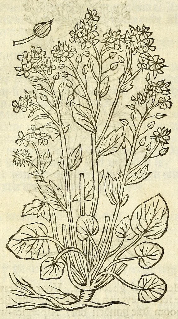 An illustration from De Nederlandtse herbarius of Kruydt-boeck : beschryvende de geslachten, gedaente, plaetse, tijt, oeffeningh, aert, krachten, en medicinael gebruyck van alderhande boomen, heesteren, boom-gewassen, kruyden en planten, die in de Nederlanden in't wilde gevonden, ende in de hoven onderhouden worden : als mede de uytlandtsen of vreemde droogens, die gemeenlijck in de apothekers winckels gebruyckt worden : uyt verscheyde kruydt-beschrijvers tot nut van alle natuur-kunders, geneesmeesters, apothekers, chirurgijns, en liefhebbers van kruyden en plantem by een vergadert, en beschreven, 1670, leaf 148