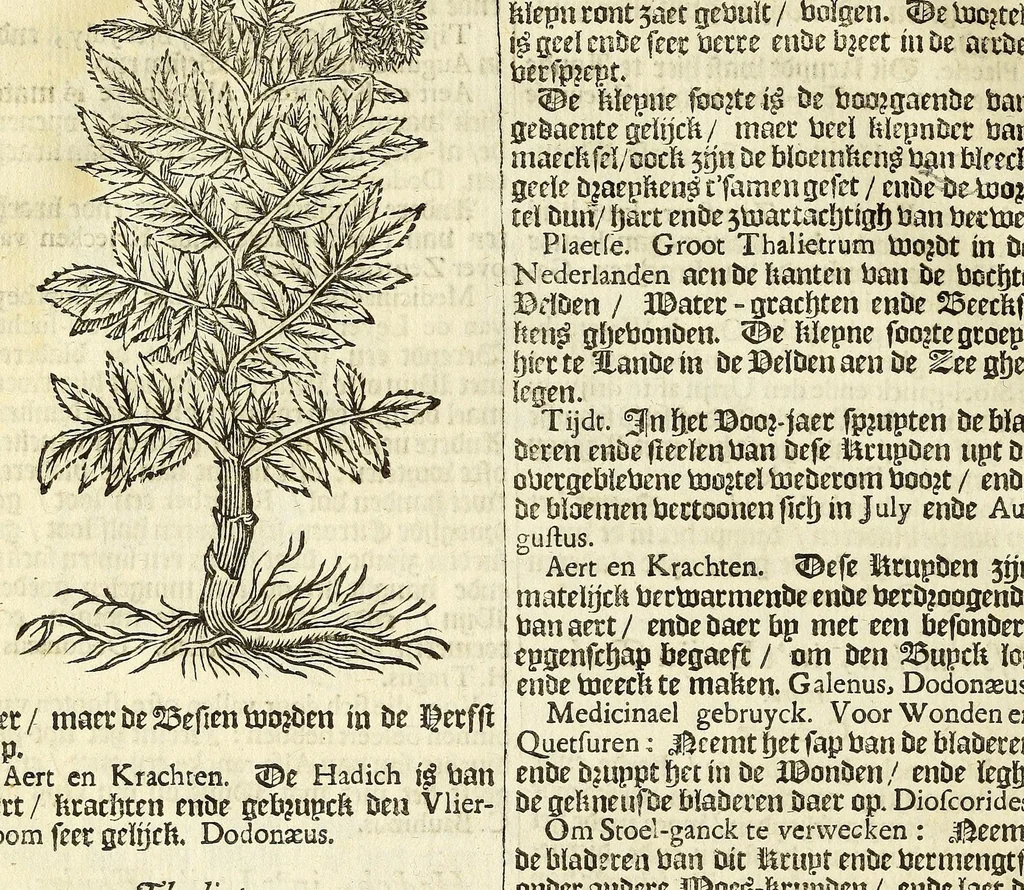 An illustration from De Nederlandtse herbarius of Kruydt-boeck : beschryvende de geslachten, gedaente, plaetse, tijt, oeffeningh, aert, krachten, en medicinael gebruyck van alderhande boomen, heesteren, boom-gewassen, kruyden en planten, die in de Nederlanden in't wilde gevonden, ende in de hoven onderhouden worden : als mede de uytlandtsen of vreemde droogens, die gemeenlijck in de apothekers winckels gebruyckt worden : uyt verscheyde kruydt-beschrijvers tot nut van alle natuur-kunders, geneesmeesters, apothekers, chirurgijns, en liefhebbers van kruyden en plantem by een vergadert, en beschreven, 1670, leaf 162