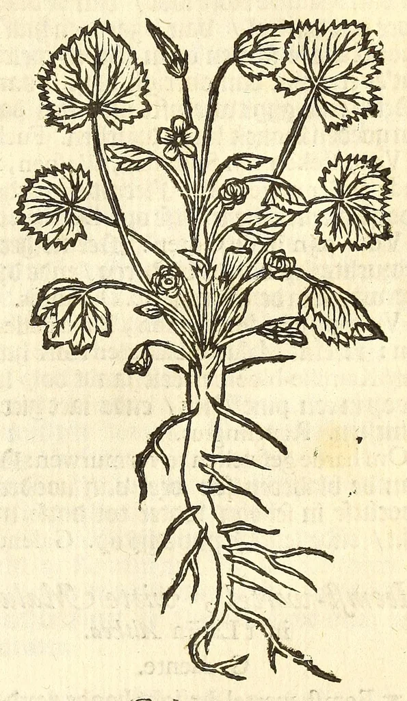 An illustration from De Nederlandtse herbarius of Kruydt-boeck : beschryvende de geslachten, gedaente, plaetse, tijt, oeffeningh, aert, krachten, en medicinael gebruyck van alderhande boomen, heesteren, boom-gewassen, kruyden en planten, die in de Nederlanden in't wilde gevonden, ende in de hoven onderhouden worden : als mede de uytlandtsen of vreemde droogens, die gemeenlijck in de apothekers winckels gebruyckt worden : uyt verscheyde kruydt-beschrijvers tot nut van alle natuur-kunders, geneesmeesters, apothekers, chirurgijns, en liefhebbers van kruyden en plantem by een vergadert, en beschreven, 1670, leaf 165