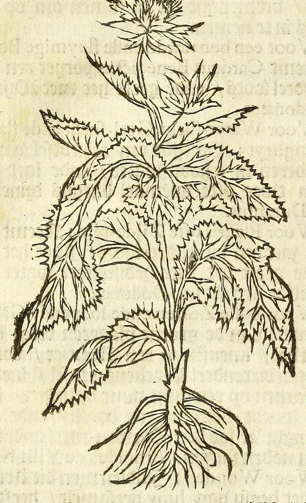 An illustration from De Nederlandtse herbarius of Kruydt-boeck : beschryvende de geslachten, gedaente, plaetse, tijt, oeffeningh, aert, krachten, en medicinael gebruyck van alderhande boomen, heesteren, boom-gewassen, kruyden en planten, die in de Nederlanden in't wilde gevonden, ende in de hoven onderhouden worden : als mede de uytlandtsen of vreemde droogens, die gemeenlijck in de apothekers winckels gebruyckt worden : uyt verscheyde kruydt-beschrijvers tot nut van alle natuur-kunders, geneesmeesters, apothekers, chirurgijns, en liefhebbers van kruyden en plantem by een vergadert, en beschreven, 1670, leaf 182