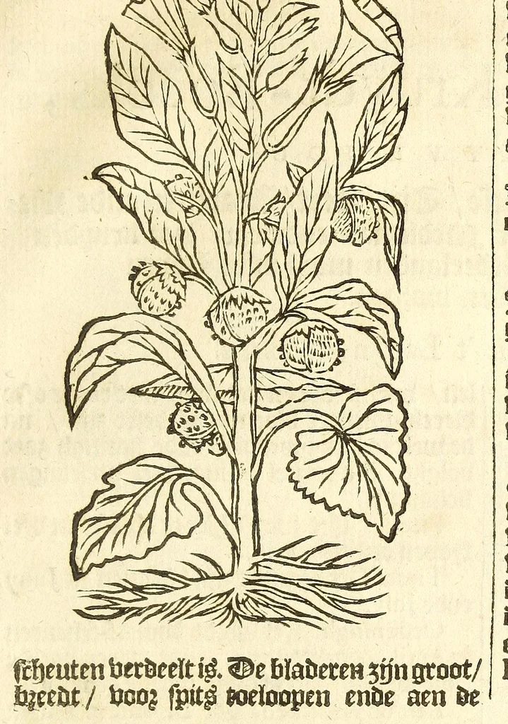 An illustration from De Nederlandtse herbarius of Kruydt-boeck : beschryvende de geslachten, gedaente, plaetse, tijt, oeffeningh, aert, krachten, en medicinael gebruyck van alderhande boomen, heesteren, boom-gewassen, kruyden en planten, die in de Nederlanden in't wilde gevonden, ende in de hoven onderhouden worden : als mede de uytlandtsen of vreemde droogens, die gemeenlijck in de apothekers winckels gebruyckt worden : uyt verscheyde kruydt-beschrijvers tot nut van alle natuur-kunders, geneesmeesters, apothekers, chirurgijns, en liefhebbers van kruyden en plantem by een vergadert, en beschreven, 1670, leaf 185