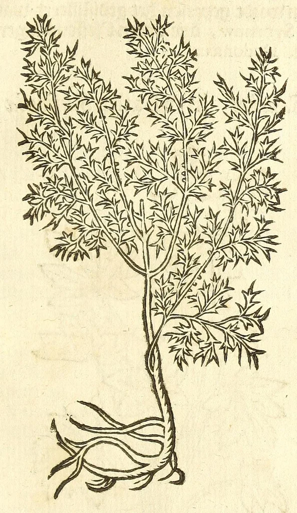 An illustration from De Nederlandtse herbarius of Kruydt-boeck : beschryvende de geslachten, gedaente, plaetse, tijt, oeffeningh, aert, krachten, en medicinael gebruyck van alderhande boomen, heesteren, boom-gewassen, kruyden en planten, die in de Nederlanden in't wilde gevonden, ende in de hoven onderhouden worden : als mede de uytlandtsen of vreemde droogens, die gemeenlijck in de apothekers winckels gebruyckt worden : uyt verscheyde kruydt-beschrijvers tot nut van alle natuur-kunders, geneesmeesters, apothekers, chirurgijns, en liefhebbers van kruyden en plantem by een vergadert, en beschreven, 1670, leaf 187