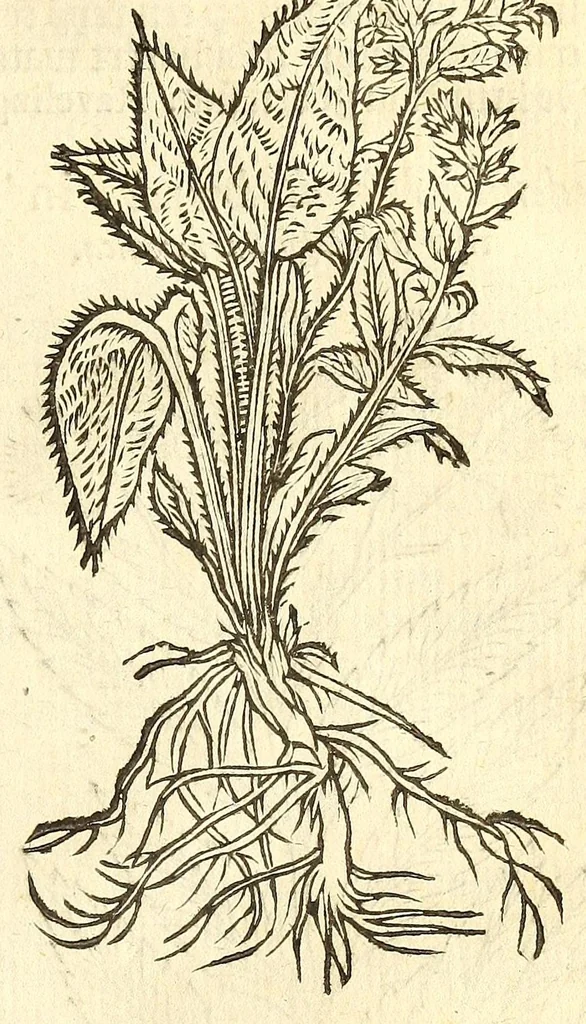 An illustration from De Nederlandtse herbarius of Kruydt-boeck : beschryvende de geslachten, gedaente, plaetse, tijt, oeffeningh, aert, krachten, en medicinael gebruyck van alderhande boomen, heesteren, boom-gewassen, kruyden en planten, die in de Nederlanden in't wilde gevonden, ende in de hoven onderhouden worden : als mede de uytlandtsen of vreemde droogens, die gemeenlijck in de apothekers winckels gebruyckt worden : uyt verscheyde kruydt-beschrijvers tot nut van alle natuur-kunders, geneesmeesters, apothekers, chirurgijns, en liefhebbers van kruyden en plantem by een vergadert, en beschreven, 1670, leaf 189