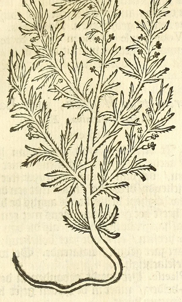 An illustration from De Nederlandtse herbarius of Kruydt-boeck : beschryvende de geslachten, gedaente, plaetse, tijt, oeffeningh, aert, krachten, en medicinael gebruyck van alderhande boomen, heesteren, boom-gewassen, kruyden en planten, die in de Nederlanden in't wilde gevonden, ende in de hoven onderhouden worden : als mede de uytlandtsen of vreemde droogens, die gemeenlijck in de apothekers winckels gebruyckt worden : uyt verscheyde kruydt-beschrijvers tot nut van alle natuur-kunders, geneesmeesters, apothekers, chirurgijns, en liefhebbers van kruyden en plantem by een vergadert, en beschreven, 1670, leaf 195