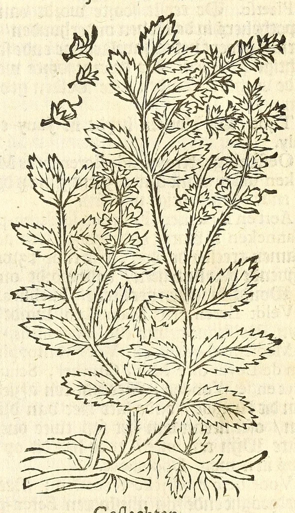 An illustration from De Nederlandtse herbarius of Kruydt-boeck : beschryvende de geslachten, gedaente, plaetse, tijt, oeffeningh, aert, krachten, en medicinael gebruyck van alderhande boomen, heesteren, boom-gewassen, kruyden en planten, die in de Nederlanden in't wilde gevonden, ende in de hoven onderhouden worden : als mede de uytlandtsen of vreemde droogens, die gemeenlijck in de apothekers winckels gebruyckt worden : uyt verscheyde kruydt-beschrijvers tot nut van alle natuur-kunders, geneesmeesters, apothekers, chirurgijns, en liefhebbers van kruyden en plantem by een vergadert, en beschreven, 1670, leaf 195