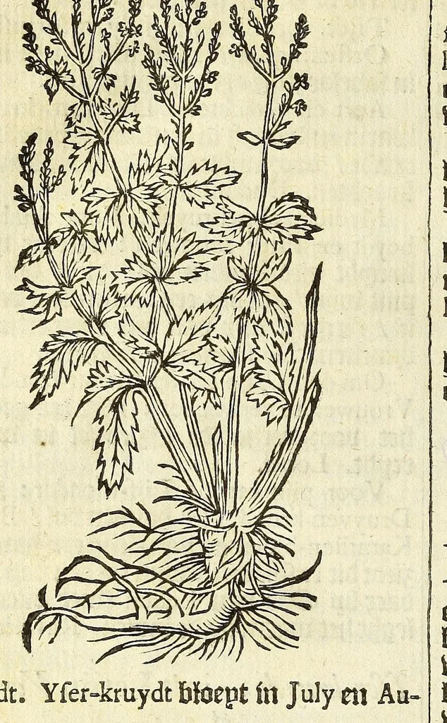 An illustration from De Nederlandtse herbarius of Kruydt-boeck : beschryvende de geslachten, gedaente, plaetse, tijt, oeffeningh, aert, krachten, en medicinael gebruyck van alderhande boomen, heesteren, boom-gewassen, kruyden en planten, die in de Nederlanden in't wilde gevonden, ende in de hoven onderhouden worden : als mede de uytlandtsen of vreemde droogens, die gemeenlijck in de apothekers winckels gebruyckt worden : uyt verscheyde kruydt-beschrijvers tot nut van alle natuur-kunders, geneesmeesters, apothekers, chirurgijns, en liefhebbers van kruyden en plantem by een vergadert, en beschreven, 1670, leaf 198